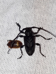 Aegomorphus nigricans