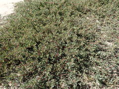 Atriplex cristata