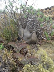 Pachypodium gracilius image