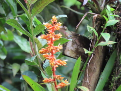 Guzmania multiflora