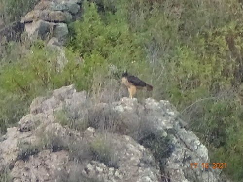 Red-tailed Hawk
