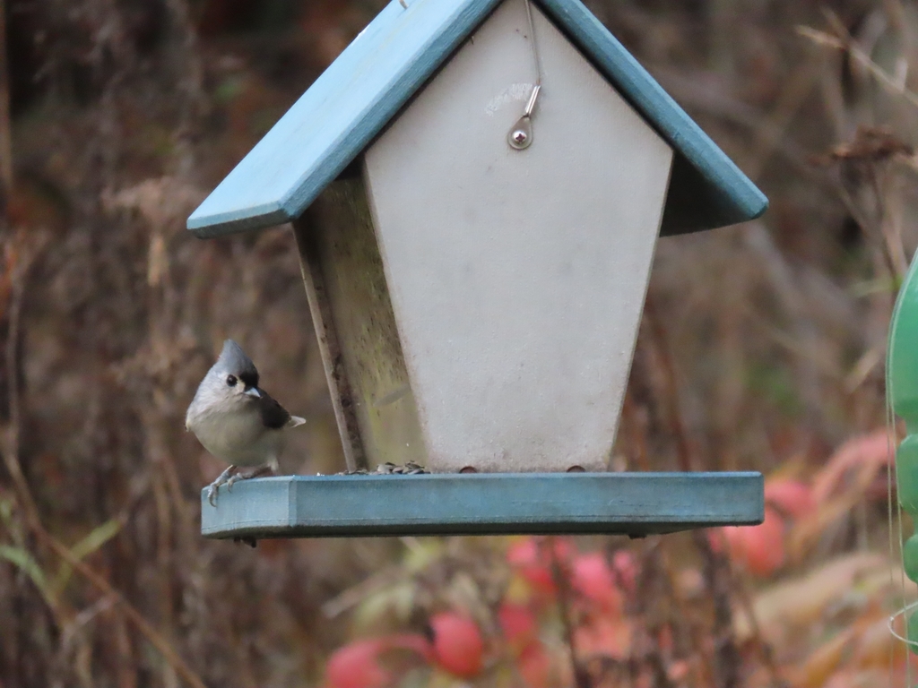 Tufted Titmouse