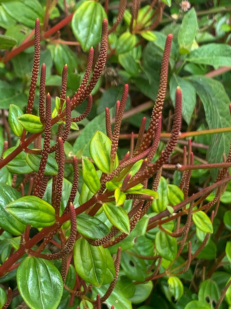 Peperomia fruticetorum
