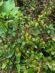 Peperomia fruticetorum