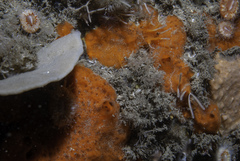 Mycale rotalis