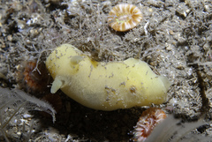 Jorunna artsdatabankia