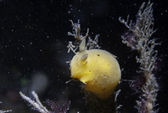 Jorunna artsdatabankia