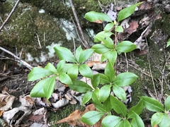 Rhododendron arborescens