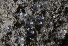 Pycnoclavella stolonialis