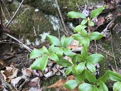 Rhododendron arborescens