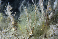 Antennella secundaria