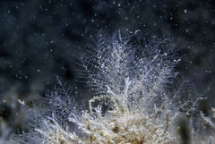 Halopteris catharina