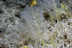 Polyplumaria flabellata