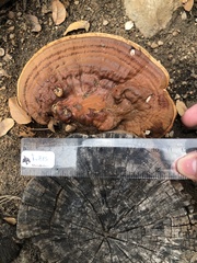 Ganoderma applanatum