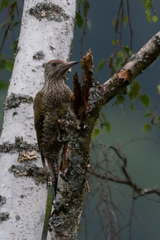 Picus viridis