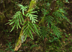 Pleopeltis pleopeltifolia