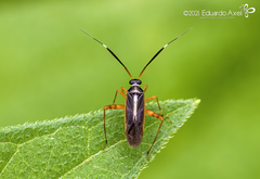 Garganus albidivittis