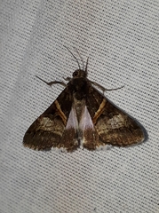 Melipotis nigrobasis