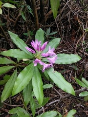 Rhododendron × hybridum