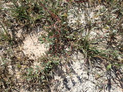Atriplex texana
