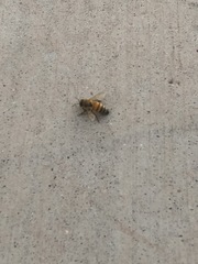 Apis mellifera