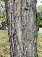 Robinia pseudoacacia