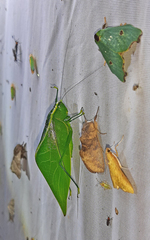 Acropsis tectiformis