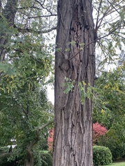 Robinia pseudoacacia