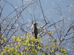 Polioptila melanura