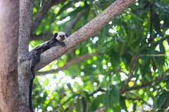 Callithrix geoffroyi