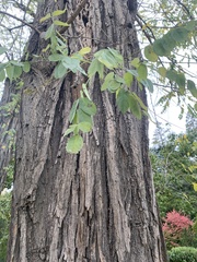 Robinia pseudoacacia