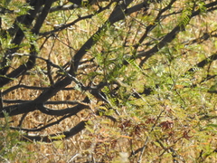 Polioptila melanura