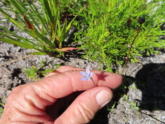 Wahlenbergia cernua