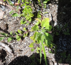 Wahlenbergia cernua