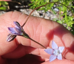 Wahlenbergia cernua