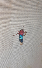 Amblyscarta opulenta