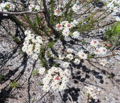 Pseudoselago ascendens