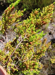 Erica tristis