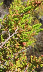 Erica tristis