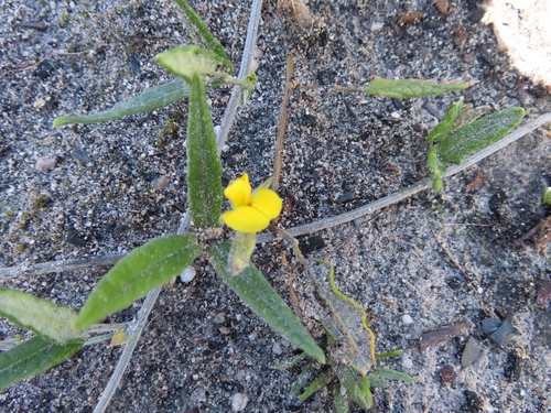 Image of Rhynchosia leucoscias by (c) linkie, some rights reserved (CC BY)