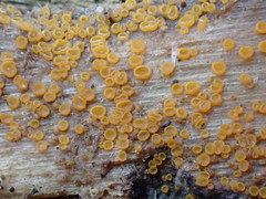 Arachnopeziza trabinelloides