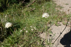 Cephalaria leucantha