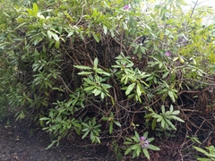 Rhododendron × hybridum