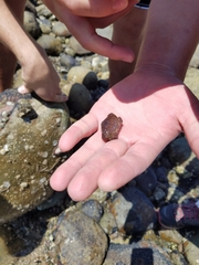 Cycloxanthops novemdentatus