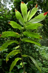 Columnea picta