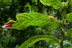 Columnea picta