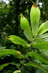 Columnea picta