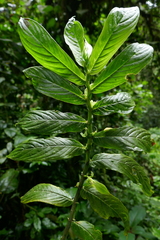 Columnea picta