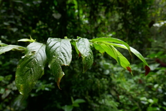 Columnea picta