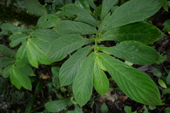 Columnea picta